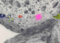 Ester Partegàs – Minor architecture