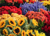 Mercado semanal de Rafal Nou 