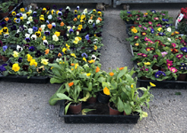  Mercado semanal de Son Carrió 