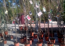 Mercado semanal de Son Ferriol