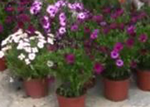 Mercado semanal de Mancor de la Vall