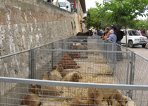 Mercado semanal de Sineu